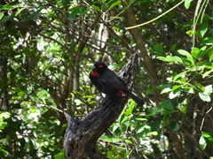 Melopyrrha violacea