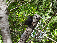 Melopyrrha violacea