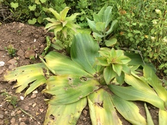Eucomis regia