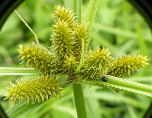 Cyperus aggregatus