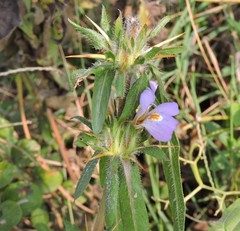 Hygrophila auriculata