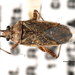California False Chinch Bug - Photo (c) BIO Photography Group, Biodiversity Institute of Ontario, some rights reserved (CC BY-NC-SA)
