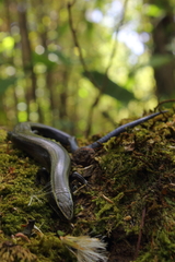 Cuernavaca Shortnose Skink photo 3