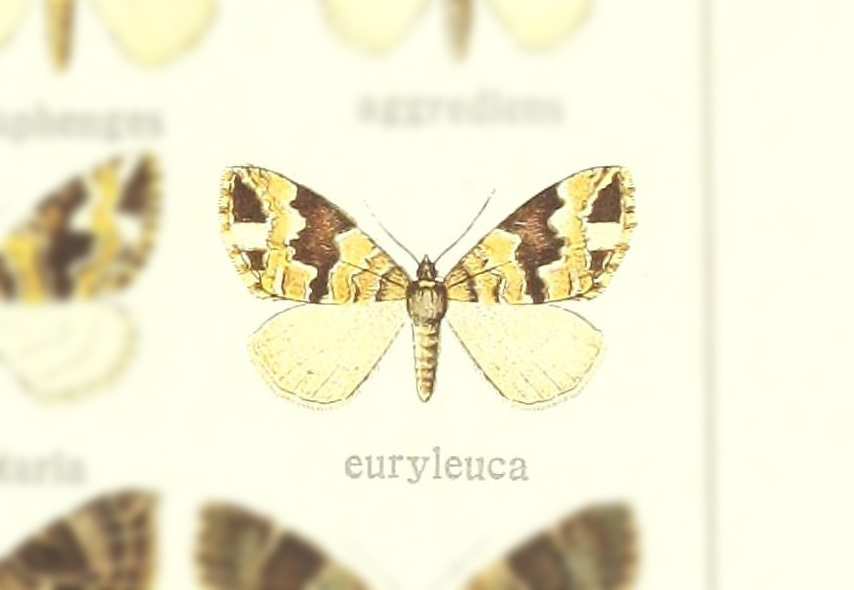 Electrophaes euryleuca