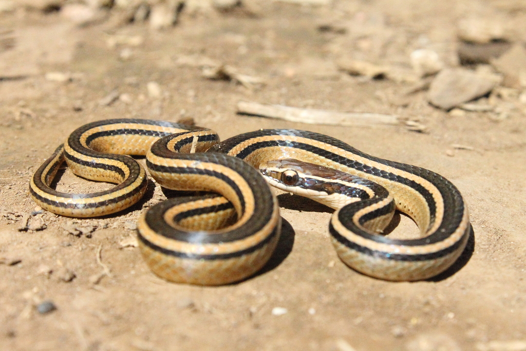 Pine-Oak Snake