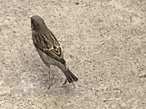 Passer domesticus image
