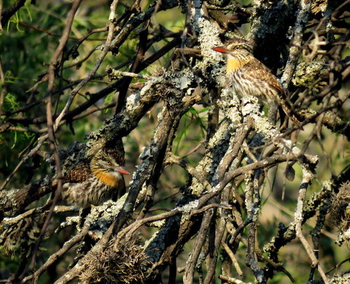 Nystalus maculatus
