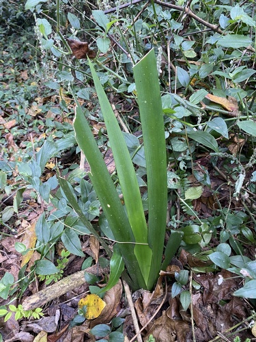 Dietes butcheriana, photograph 3