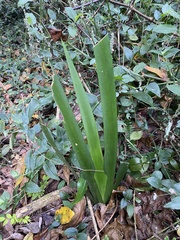 (c) Sunčana Bradley, some rights reserved (CC BY) Dietes butcheriana, photograph (c) Sunčana Bradley, some rights reserved (CC BY)