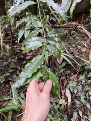 False Agave (Kraussia)