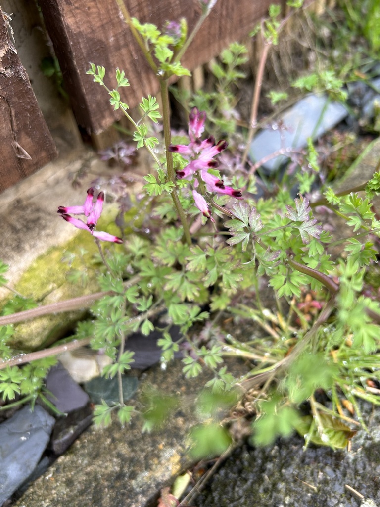 Fumitories from Eglingham Way, Morpeth, England, GB on April 28, 2023