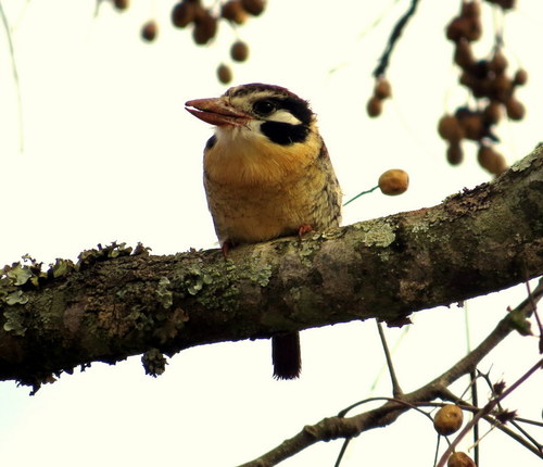 Nystalus chacuru