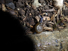 Oxychilus draparnaudi