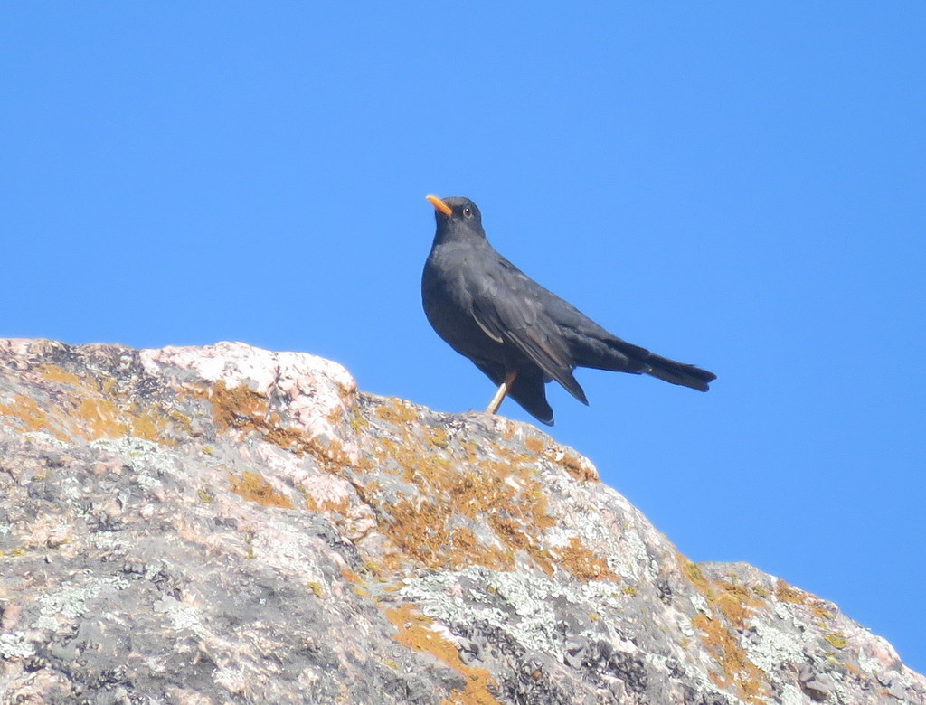 Chiguanco Thrush (anthracinus)