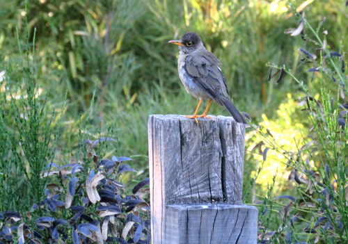 Turdus falcklandii