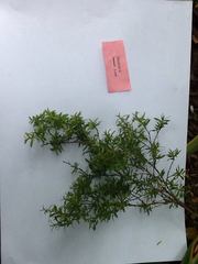 Veronica strictissima