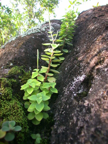 Peperomia leptostachya observed 2005-01-30