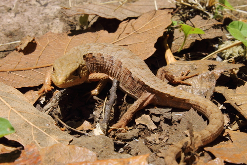 Rough-necked Alligator Lizard