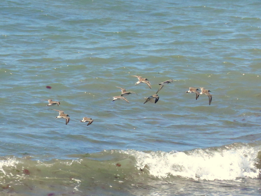 White-rumped Sandpiper