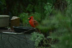 Cardinalis cardinalis