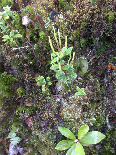 Peperomia expallescens