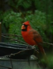 Cardinalis cardinalis