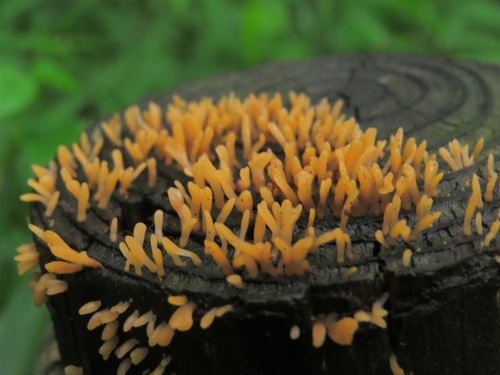 Dacrymyces spathularia