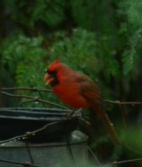 Cardinalis cardinalis
