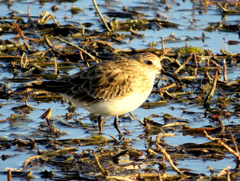 Baird's Sandpiper