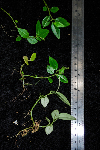Peperomia glassmanii in life