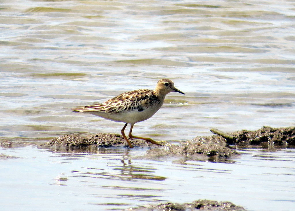 Buff-breasted Sandpiper
