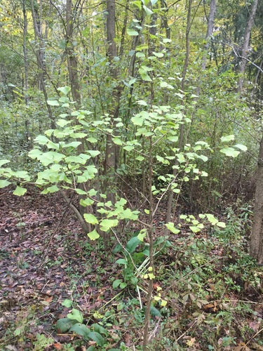Ginkgo (Maidenhair Tree) plant photo (Ginkgo biloba)