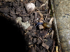 Oxychilus draparnaudi