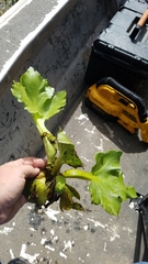 Ceratopteris pteridoides