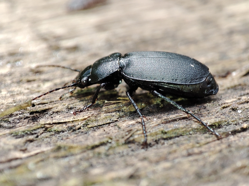 Licinus depressus