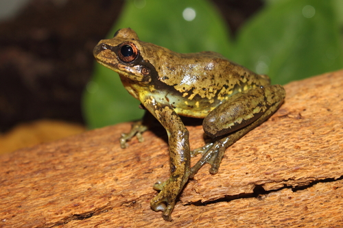 Northern Streamside Tree Frog