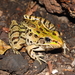 Showy Leopard Frog - Photo (c) Esaú Valdenegro-Brito, some rights reserved (CC BY-NC-SA), uploaded by Esaú Valdenegro-Brito