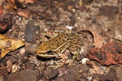 Lithobates zweifeli