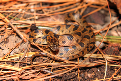 Leptodeira splendida