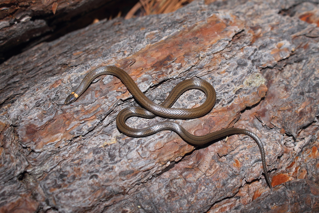 Deppe's Centipede Snake