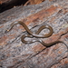 Deppe's Centipede Snake - Photo (c) Esaú Valdenegro-Brito, some rights reserved (CC BY-NC-SA), uploaded by Esaú Valdenegro-Brito