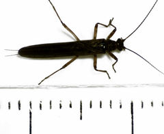 Gripopterygidae