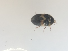 Attagenus fasciatus