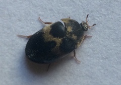 Attagenus fasciatus