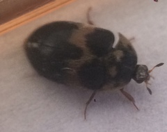 Attagenus fasciatus