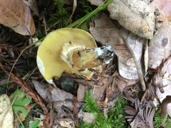 Suillus caerulescens image