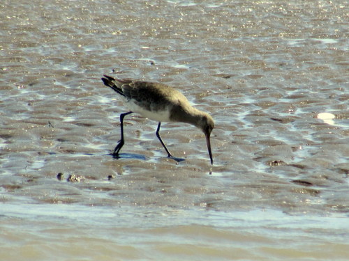 Limosa haemastica