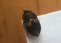 Attagenus fasciatus