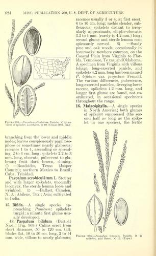 Brownseed Paspalum