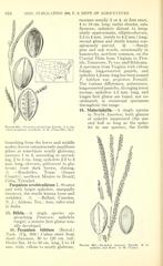 Brownseed Paspalum